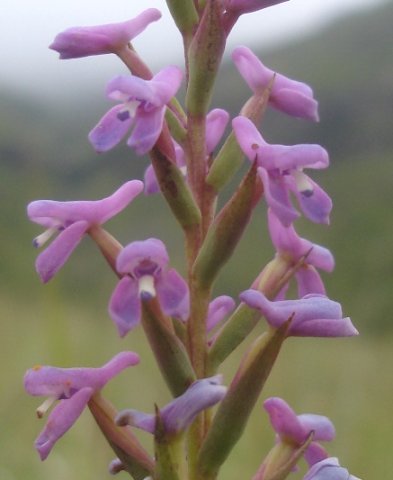 Disa stachyoides advertising pollinator food